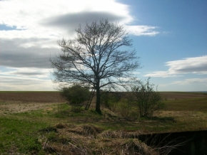 Fotograf roku v přírodě 2012 - Strom s posedem