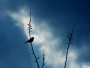 Vendula  Zemanová -Zastávka na obloze