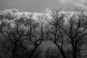 Fotíme oblohu - Stromořadí