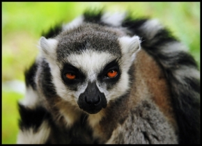 Peter Paulik - Lemur