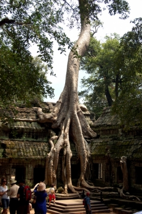 Divoká příroda - chrám ztracený v džngli-Angkor-Kambodža