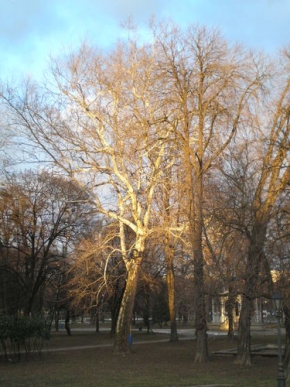 Stromy v krajině - ...v košickom parku