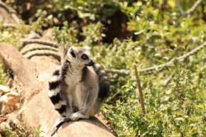 Divoká příroda - Lemur
