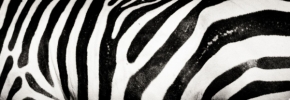 Divoká příroda - Zebra