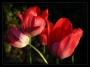 Tulí se tulipáni