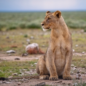 Divoká příroda - Mladý lev