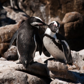 Divoká příroda - Parádiví tučňáci