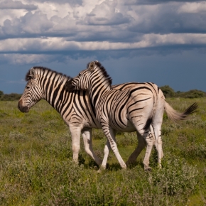 Divoká příroda - Mé milované zebry