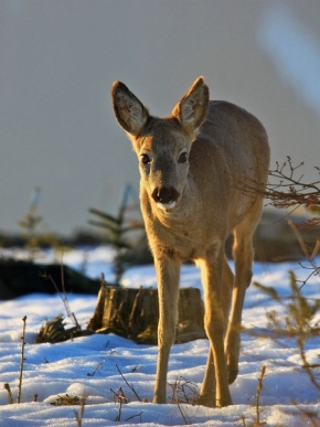 Divoká příroda - Bambi