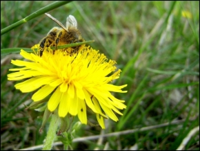 Divoká příroda - Od pylu až za uši