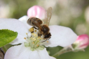 Divoká příroda - fčela