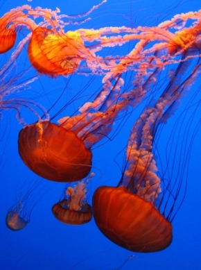 Divoká příroda - Fotograf roku - Kreativita - VI. kolo - tanec meduz