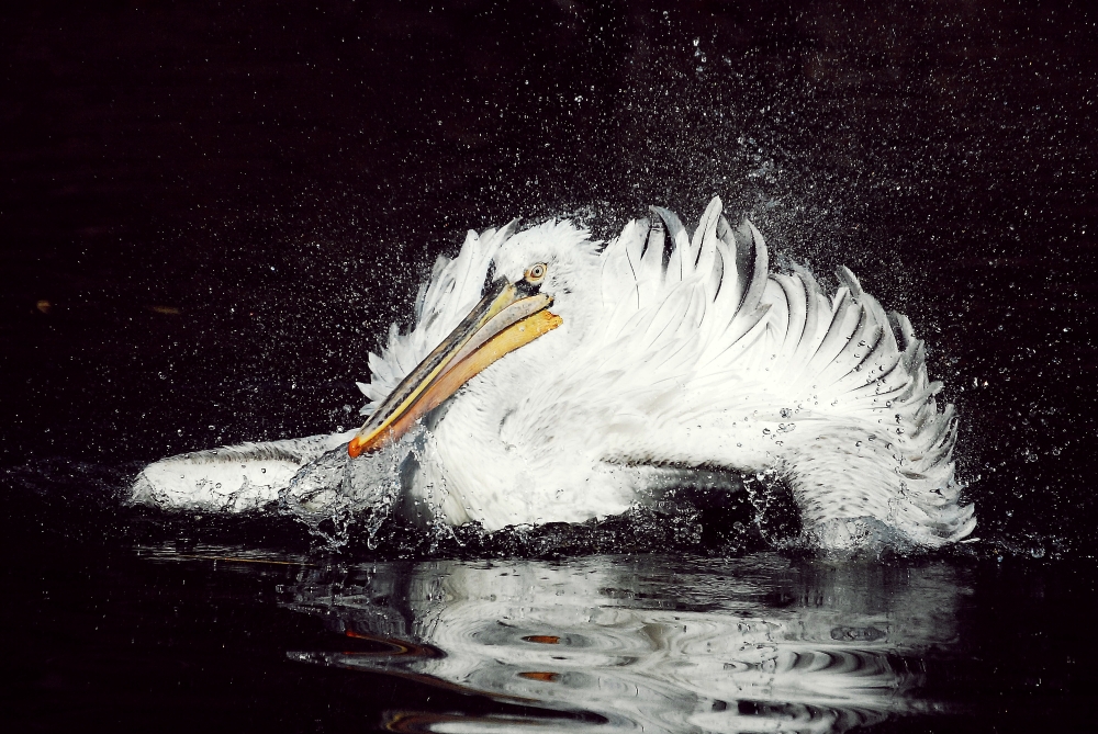 Dolet pelikána 2