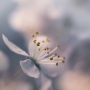 Viera  Kasmanová -Kvet slivky