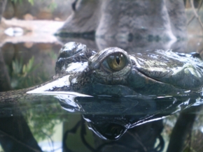 Divoká příroda - Oko gaviálí