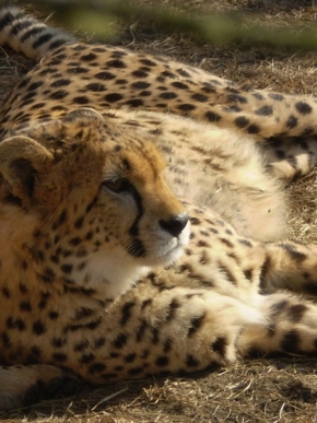 Divoká příroda - Gepardí krása