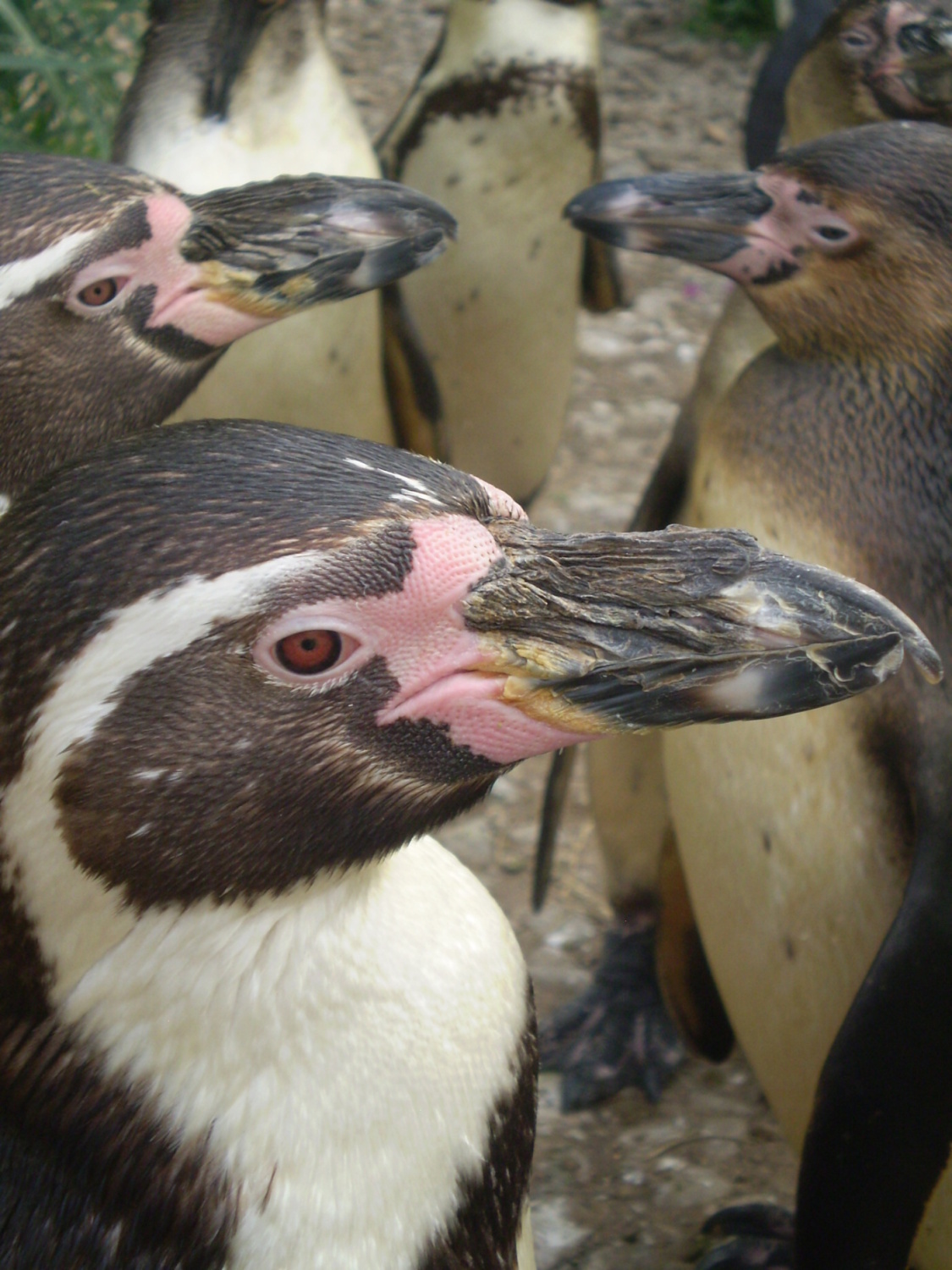Ve skupině tučňáků