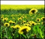 Jan Horák -Květnová módní žlutá