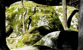 Divoká příroda - Skalní hadi