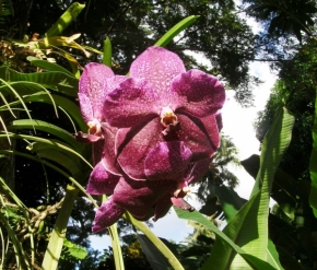 Divoká příroda - orchidej
