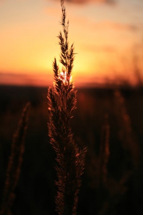 Zimní podvečer - Stéblo trávy