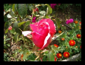 Makrosvět - Růže1