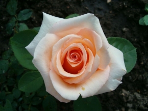 Makrosvět - HPIM1019/růže