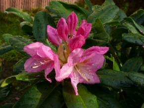 Fotograf roku v přírodě 2012 - rhododendron 3