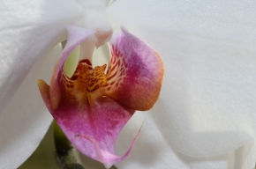 Fotograf roku v přírodě 2012 - orchidea