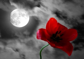 Alois Matula - Měsíc a tulipán
