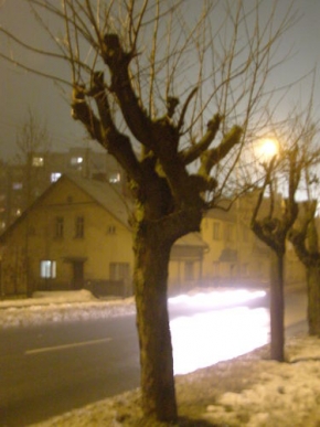 Zimní podvečer - Fotograf roku - junior - Alej