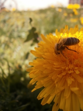 Fotograf roku v přírodě 2012 - Sbírání pylu