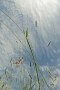 Lenka Faltejsková -Z trávy je nebe stejně nejhezčí