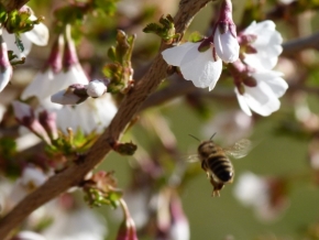 Fotograf roku v přírodě 2012 - pilná to včelka