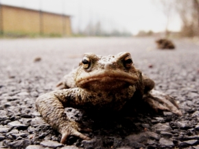 Fotograf roku v přírodě 2012 - Žába