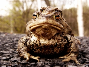Fotograf roku v přírodě 2012 - Žáby