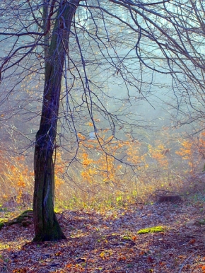 Fotograf roku v přírodě 2012 - Podzimní nálada