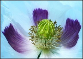 Fotograf roku v přírodě 2012 - Makový květ