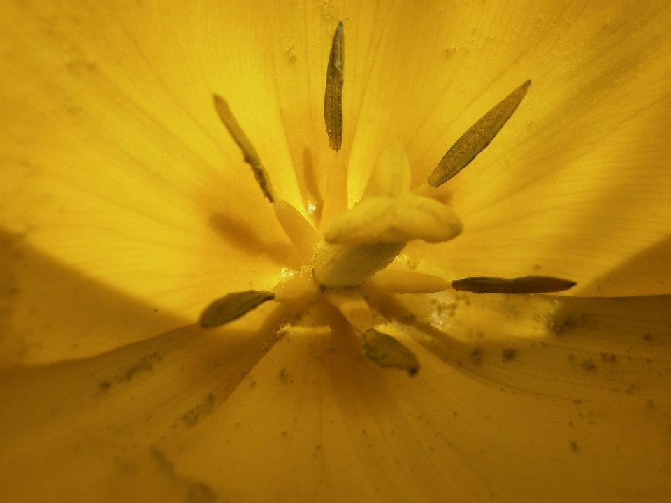 Květ tulipánu- detail