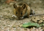 Vendula  Zemanová -Odvážná myš