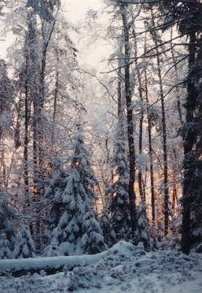 Zimní podvečer - Za lesem hoří