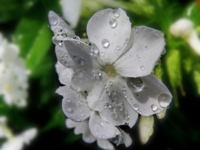 Fotograf roku v přírodě 2012 - Bílý kvítek po dešti