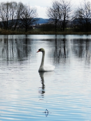 Fotograf roku v přírodě 2012 - swan