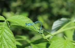 Fotograf roku v přírodě 2012 - dragonflies