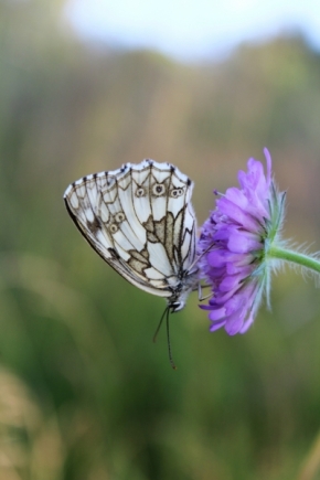 Fotograf roku v přírodě 2012 - butterfly_2