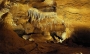 Arpád Kiss -Koněpruské jeskyně 