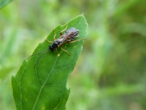 Fotograf roku v přírodě 2012 - hmyz 2