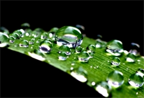 Fotograf roku v přírodě 2012 - Po dešti