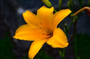 Fotograf roku v přírodě 2012 - Yellow flower