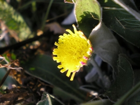 Makrosvět - Kvet
